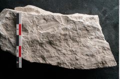 Foto (Detailansicht) von Dictyopteris brongniarti Gutb. (NHMW-GEO-2024-0188-10783)